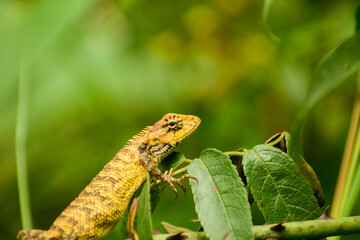 lizard on a tree