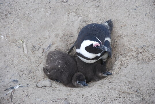 African penguins at Boulders Beach