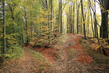 Leśna droga w Bieszczadach