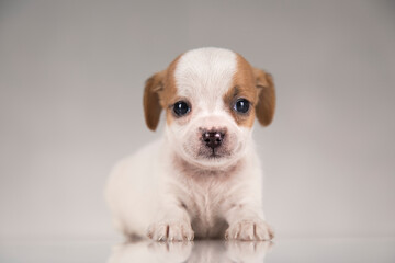 Pet, Little puppy dog, animals concept