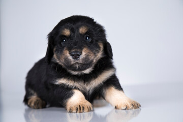 Little dog on a white background