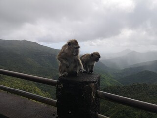 Makak krabożerny. Mauritius © Urszula