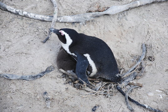 African penguins at Boulders Beach