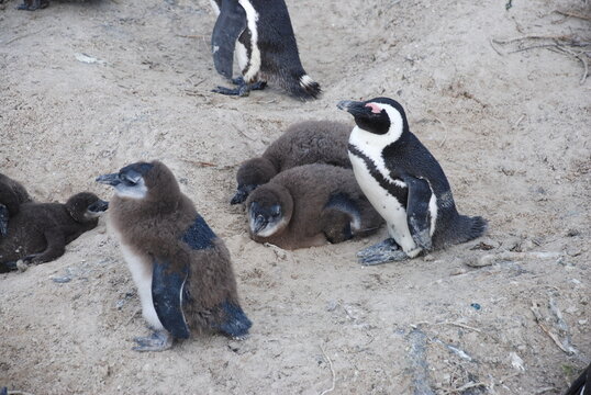African penguins at Boulders Beach