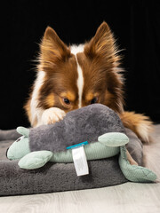 Mini Australian Shepard Hütehund roter rüde aufmerksam, mit Spielzeug, Blick in die Kamera,...