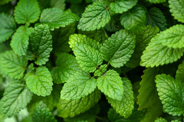 Fototapeta na wymiar lemon balm (melissa) herb leaf closeup