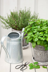 lemon balm (melissa) and thyme herb in flowerpot on balcony, urban container garden concept