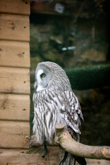 A great grey owl perched in an enclosure at a wildlife sanctuary.