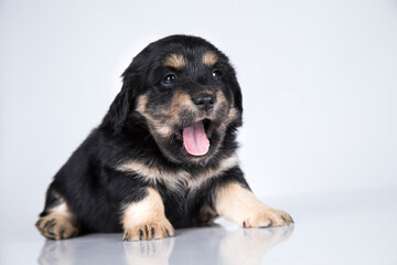 Pet, dog puppy animals concept