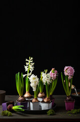 Fototapeta na wymiar planting winter or spring flowers hyacinth on black background, gardening concept