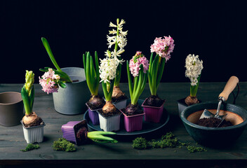 planting winter or spring flowers hyacinth on black background, gardening concept