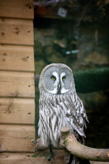A great grey owl perched in an enclosure at a wildlife sanctuary.