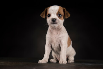 Little Puppy dog in a black background