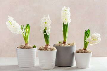white hyacinth traditional winter christmas or spring flower