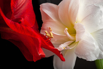 metaphor of love passion sex erotic couple, two amaryllis flowers touching each other