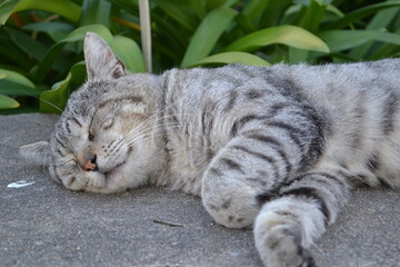 sleeping street cat
