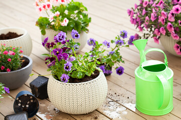 gardening planting pansy, lavender flowers in flowerpot in garden on terrace