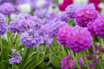 Blooming purple Primula Denticulata