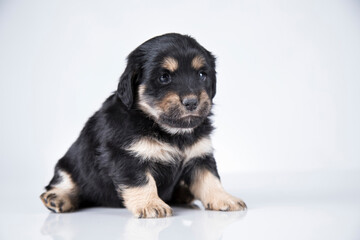 A small dog on a white background