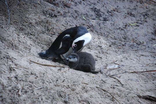 African penguins at Boulders Beach
