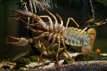 Danube crayfish female climb front glass, belly bottom view, gravel substrate, planted biotope aquarium design, wild caught domesticated highly adaptable invasive freshwater species, disorder design