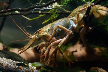 Danube crayfish female crawl gravel substrate in planted coldwater biotope aquarium, wildcaught domesticated highly adaptable species, invasive freshwater river inhabitant, leaf litter disorder design
