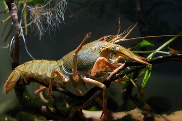 Danube crayfish female crawl twig on gravel substrate, planted coldwater biotope aquarium, wild caught domesticated highly adaptable invasive freshwater species, root and leaf litter disorder design