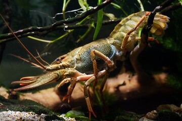 Danube crayfish female rest on twig in planted coldwater biotope aquarium, wildcaught domesticated highly adaptable species, big claw invasive freshwater river inhabitant, leaf litter disorder design