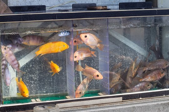 young Malawi mbuna cichlid faded color, fish survive poor conditions, wild ornamental species hobby, recommended popular for beginner aquarist, overcrowded commercial stand showcase, aquarium market