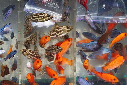 bright young Malawi mbuna cichlid, wild ornamental species hobby, recommended popular for beginner aquarist, overcrowded commercial stand showcase, poor environment conditions, aquarium market