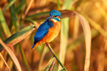 Spring theme: close up Common kingfisher, Alcedo atthis, perching on a stem, looking at camera, blurred reddish reed background, sparkling blue and orange colors, clean nature indicator.