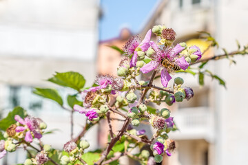 Honey bee collects nectar on fresh Rubus fruticosus blackberry flowers with pale pink petals in Budva, Montenegro. Blooming blackberry branch with flowers and buds on the blurred background