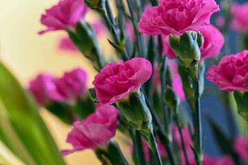 flowers in a vase in the room