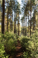 Obraz premium View of Hiking Trail along Canary Islands PIne Tree Forest in Gran Canaria, Spain