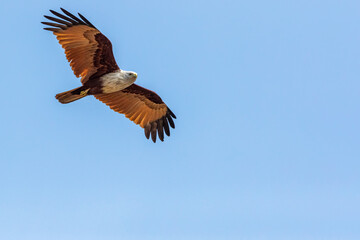 A Red Backed Sea eagle flying