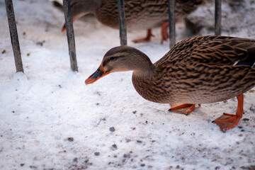 duck in the snow