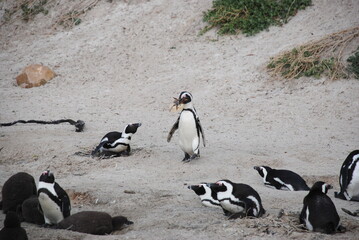 Naklejka premium African penguins at Boulders Beach
