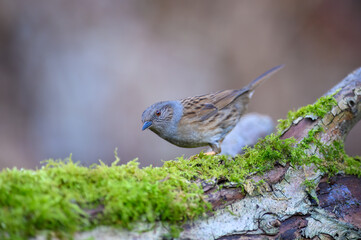 Dunnock, Prunella modularis, perched on a moss covered tree branch. Side view, looking left