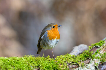 Eurasian Robin, Erithacus Rubecula, Perched on a moss covered tree branch, Winter,side view, looking right