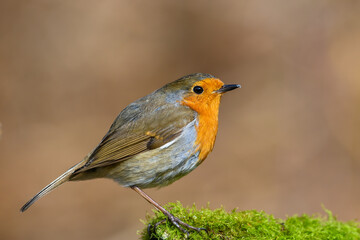 Eurasian Robin, Erithacus Rubecula, Perched on a moss covered tree branch, Winter,side view, looking right