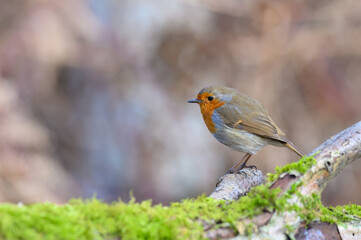 Eurasian Robin, Erithacus Rubecula, Perched on a moss covered tree branch, Winter,side view, looking left
