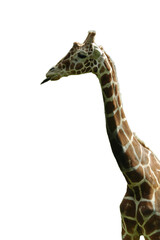 rebellious giraffe sticking tongue out with no background