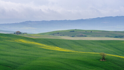 Obraz premium view of the green hills of Tuscany, Val D'orcia valley.