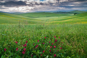 view of the green hills of Tuscany, Val D'orcia valley.