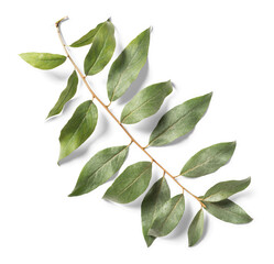 Oleaster Leaves