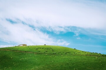 Fototapeta premium grass and blue sky