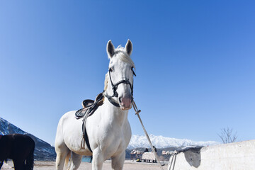 White horse in the stable