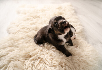 Mini Australian Shepard Welpe auf weißem Fell