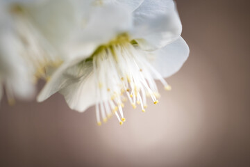 3月のふわっとした可愛い白い梅の花