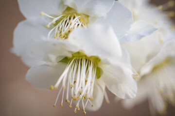 Fototapeta na wymiar 3月のふわっとした可愛い白い梅の花
